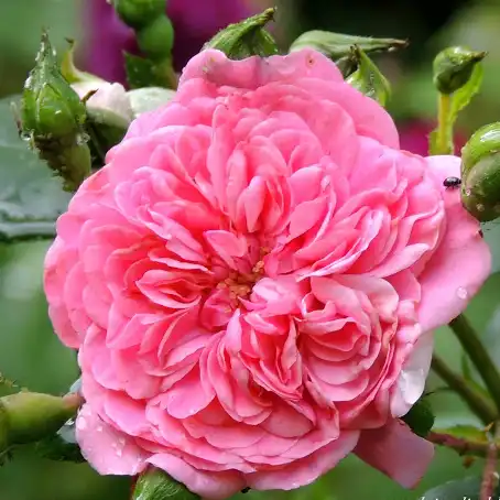60-70 cm - Trandafiri - Les Quatre Saisons® - 